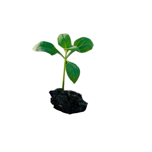 Organic Vermicompost Black Soil - BuyItOnline