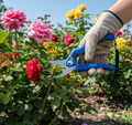 Stainless Steel Garden Scissors