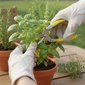 Precision Micro Garden Snip Pruning Scissor